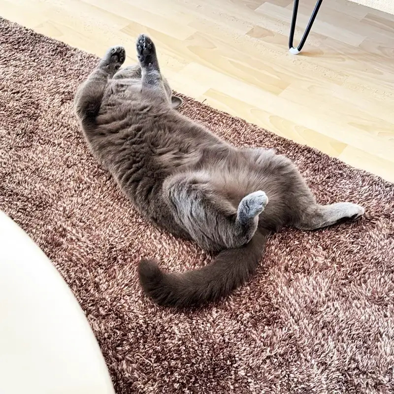 Bengal Katze trinkt aus weissem Akku Katzen Trinkbrunnen